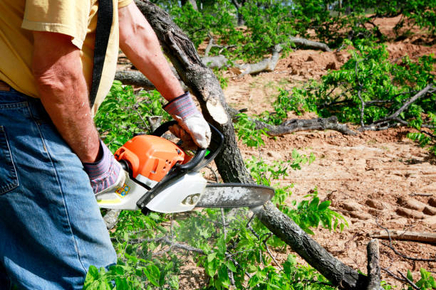 Professional Tree Care Services in Laurel Hill, NC